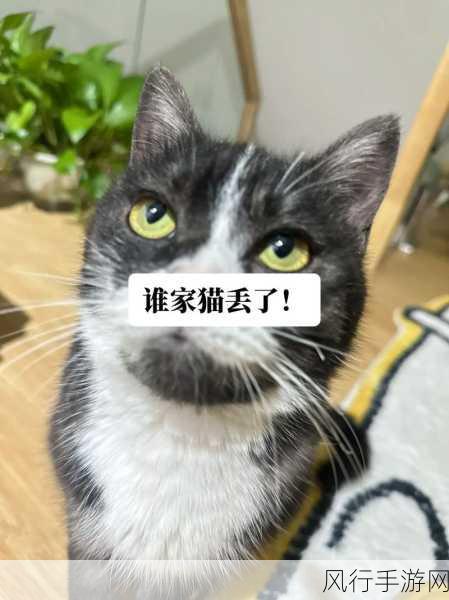 糖心短视频vlog柠檬猫-柠檬猫的甜蜜日常：一起探索生活中的小幸福