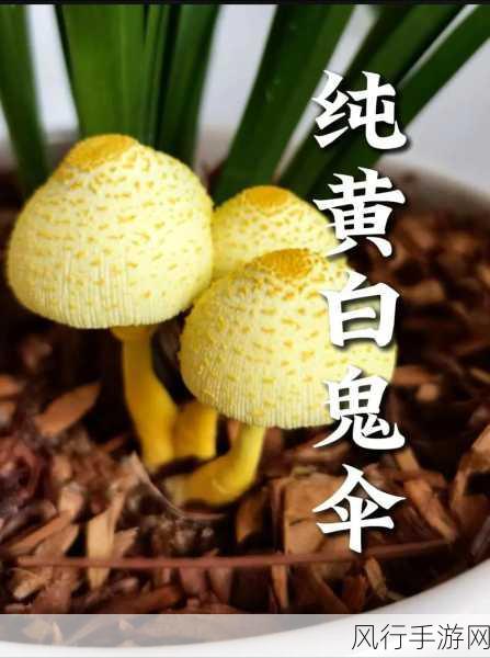蘑菇黑料爆料在线观看-拓展蘑菇黑料曝光,揭秘背后隐秘真相的精彩视频