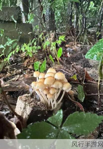 蘑菇黑料爆料在线观看-拓展蘑菇黑料曝光，揭秘背后隐秘真相的精彩视频