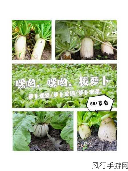 外国在床上拔罗卜-异国风情：床上拔萝卜的奇趣体验与文化探讨