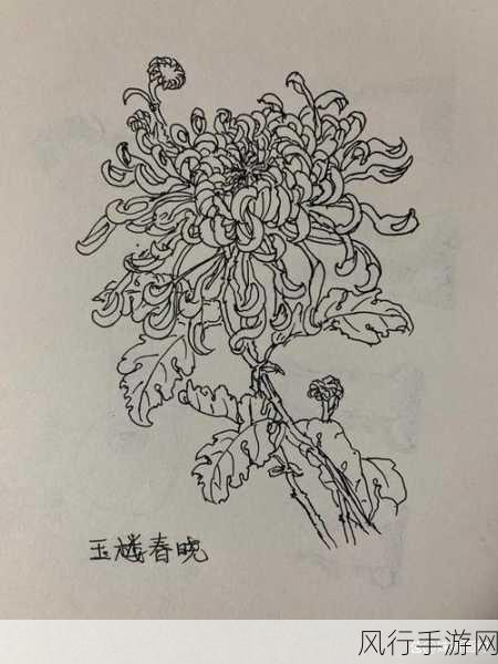 答错一题菊花放一支笔简隋英-错题背后，菊花与笔的深刻寓意