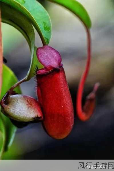 密柚视频-探索密柚的美味世界：从种植到餐桌的全流程揭秘