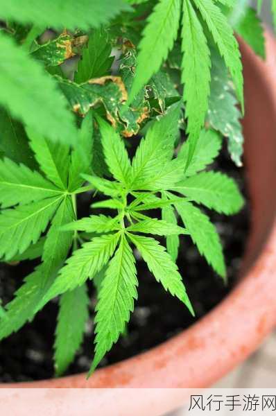 探秘蚂蚁庄园 12.2 植物有毒之谜，含羞草上榜