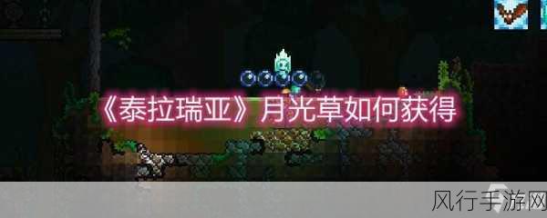 泰拉瑞亚月光草种植全攻略，打造你的奇幻花园