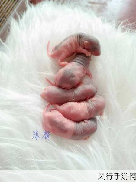 天美麻花果冻苏蜜清歌-天美麻花果冻苏蜜清歌：甜蜜乐章中的奇妙冒险之旅
