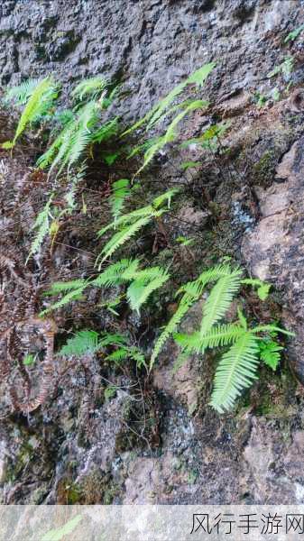 咬定青山不放松——探秘破岩中坚韧植物