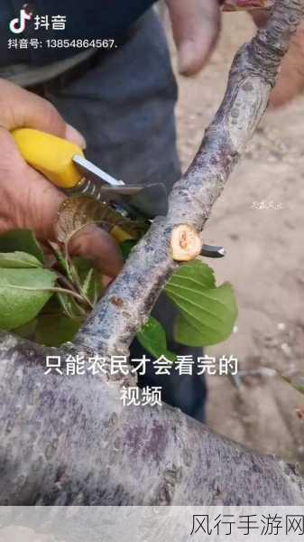 樱桃免费视频-精彩樱桃视频分享:尽享美好生活的每一刻!