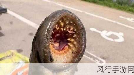 人鳗男主原型七鳃鳗-七鳃鳗之谜：探寻人类与海洋的古老纽带