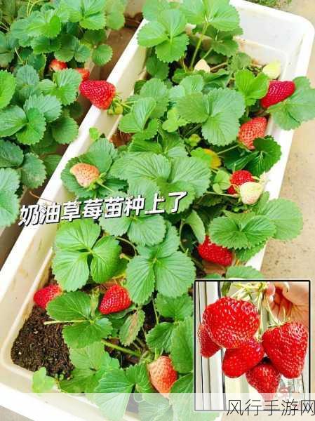 草莓小视频-草莓种植小技巧分享,让你的草莓更加丰收美味!