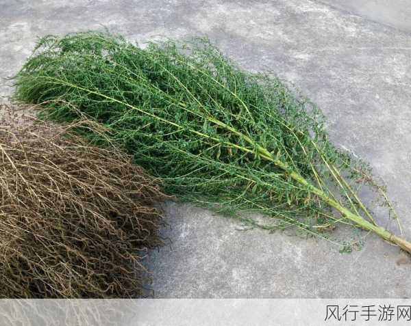 探寻古人扫帚的使用起源