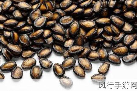 黑瓜吃料-探索黑瓜的美味与营养价值，畅享健康生活新体验