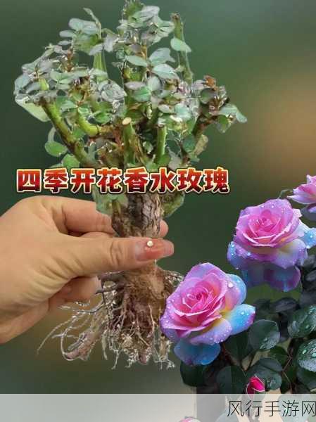 抖音中不一定需要糖和玫瑰的独特魅力