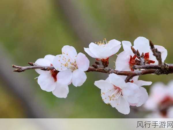 成品人直播app下载杏花-杏花直播:畅享美丽生活的全新体验与互动平台