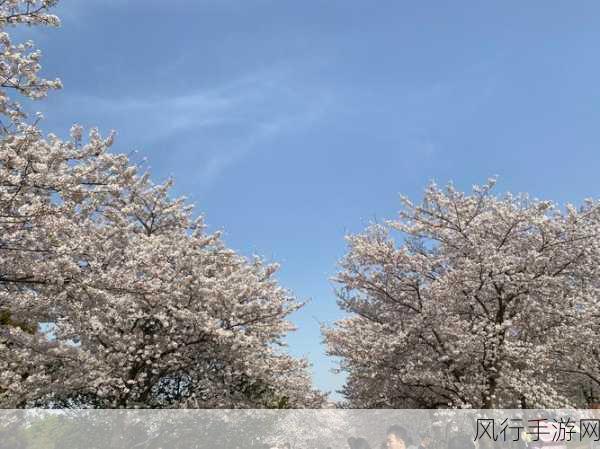 病勤楼栋1-12樱花未增减-病勤楼栋1-12樱花盛开，展现春日生机与美丽。