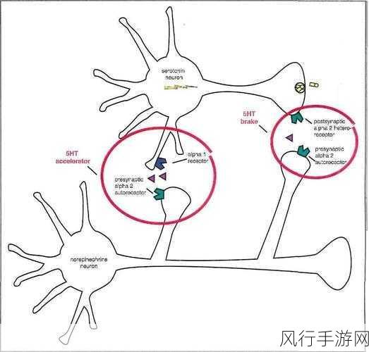 横置状态伤害传递-扩展横置状态下的伤害传递机制与应用分析