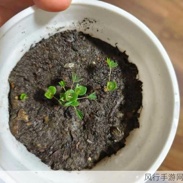 含羞草老狼信息大豆行情-解析含羞草、老狼与大豆市场行情的深度分析