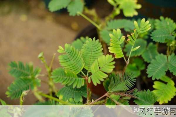 含羞草老狼信息大豆行情-解析含羞草、老狼与大豆市场行情的深度分析