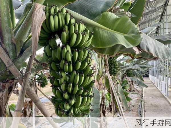 香蕉视频1024-畅享无尽乐趣,香蕉视频1024带你进入精彩世界