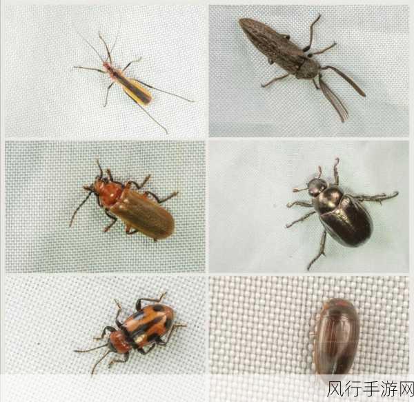 探秘湿地水质监测的神奇昆虫