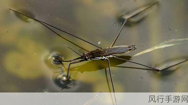 探秘湿地水质监测的神奇昆虫