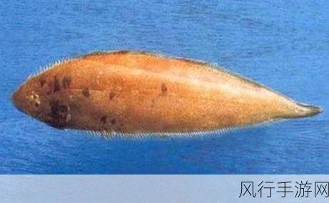 探寻鳎目之谜