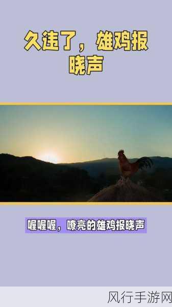 探究公鸡报晓之谜,脑内激素与光的奇妙关联