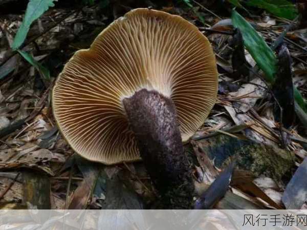 蘑菇视屏黑料-揭秘蘑菇视频背后的黑暗真相与隐秘故事