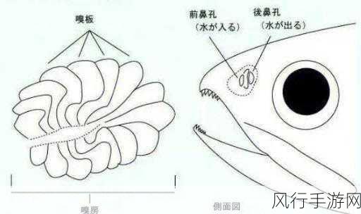 探索海洋鱼类的神秘器官——鼻子