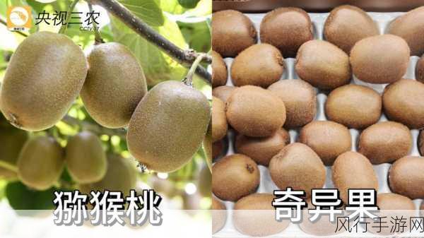 奇异果与猕猴桃,傻傻分不清?