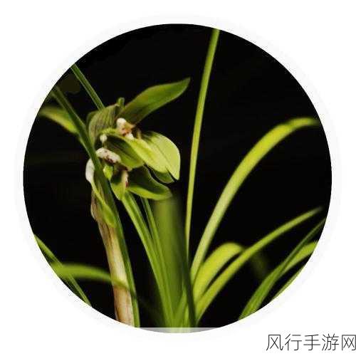 铜铜铜锵锵锵锵锵青青草-铜锣声中传来悠扬旋律，清风拂过绿草如茵的乐园