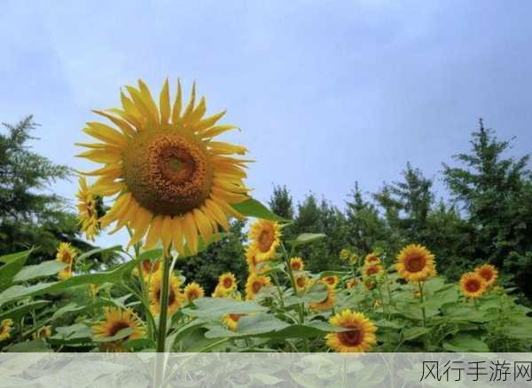 向日葵视频草莓视频污-探索向日葵与草莓视频的精彩世界，畅享无限乐趣！