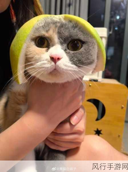 给大家科普一下糖心 今日已全面更新柚子猫-糖心今日全面更新为“柚子猫”,让我们一起探索新内容的精彩吧!