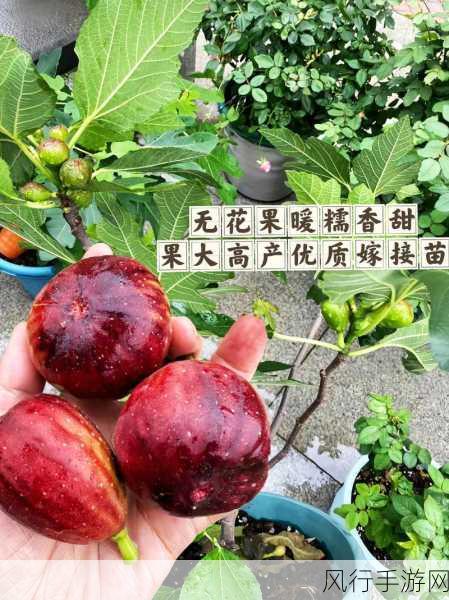 揭开无花果神秘面纱，为何得名无花果？