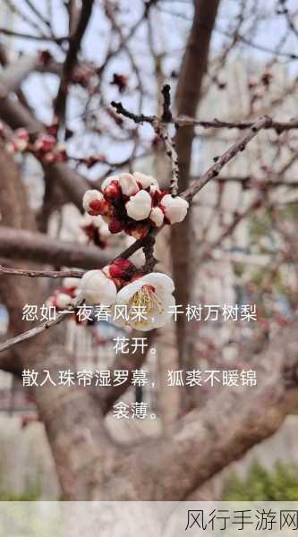 探寻梨花诗句中的真实意象