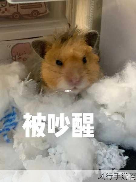 错发批照后被室友爆炒-室友怒炒错发批照事件,揭示友情与误解的纠葛