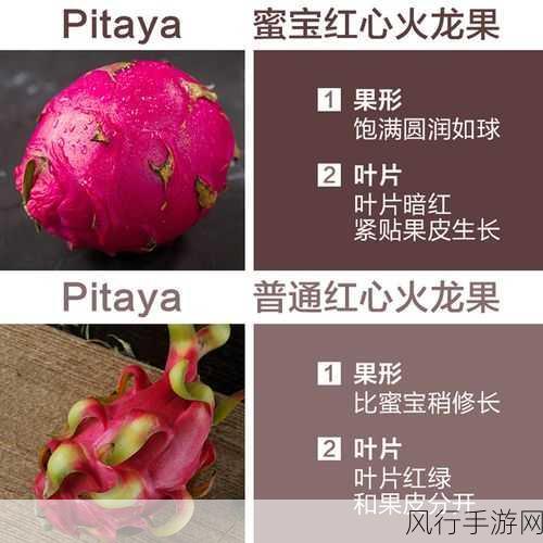 探究红心火龙果比白心火龙果甜的奥秘