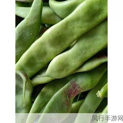 探寻九月青豆角的产地之谜
