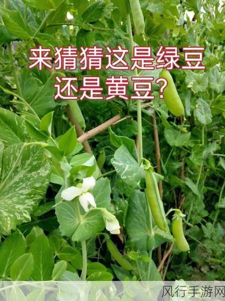 绿豆与黄豆制浆差异之谜，探索蚂蚁庄园背后的科学