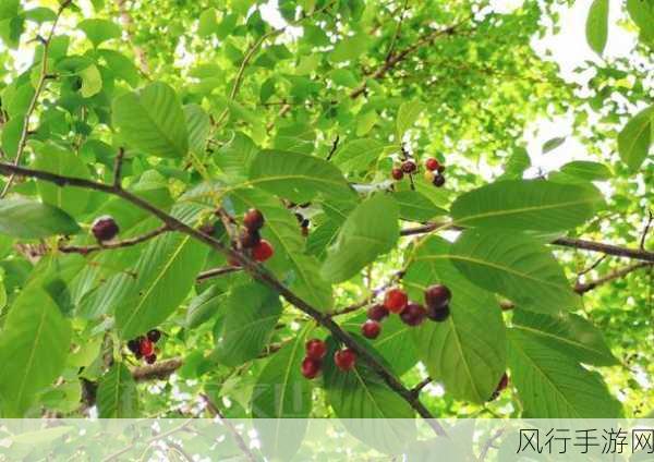 探秘观赏性樱花树的果实，蚂蚁庄园 11 月 22 日答案解析