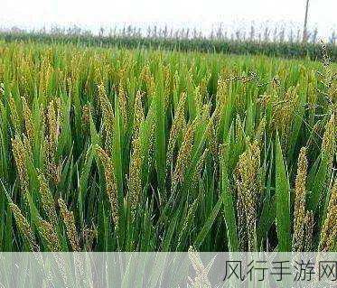 回望我国上世纪 60 年代农业的绿色变革——杂交稻的辉煌征程