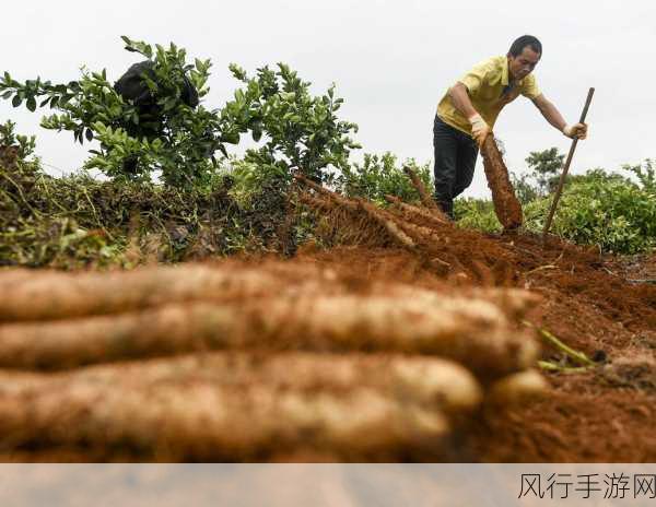 山药种植能否连作？答案在此！