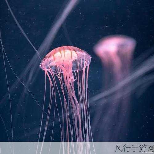 水母,水的精灵还是神秘的存在?
