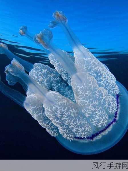 水母,水的精灵还是神秘的存在?