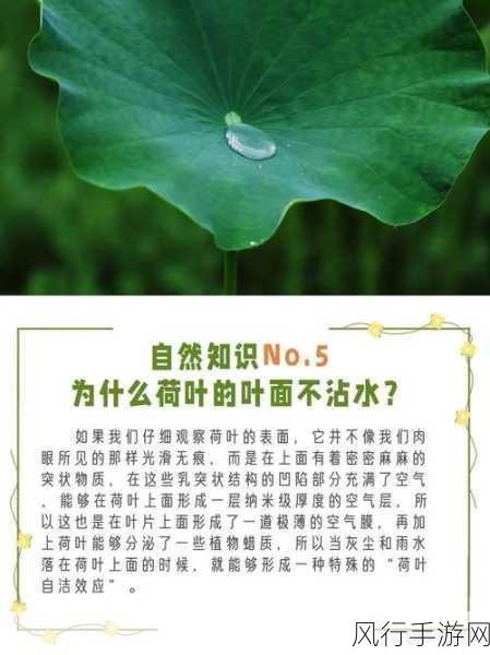 荷叶不沾水的神奇奥秘