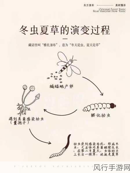 揭开虫草的神秘面纱,虫与草的奇妙融合