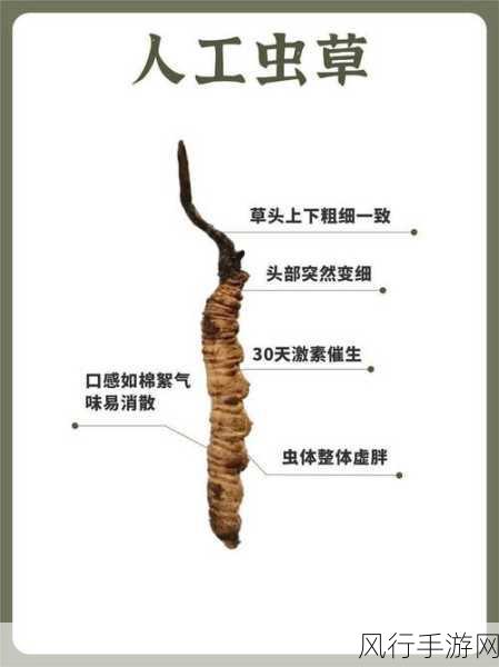 揭开虫草的神秘面纱,虫与草的奇妙融合