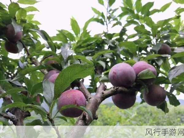 探寻水果原产地,中国的骄傲