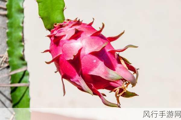 火龙果的多彩世界,你知道多少?