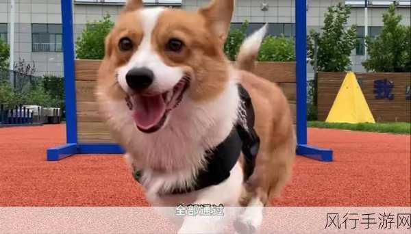 柯基犬的工作犬使命