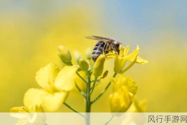 采蜜1.1冷门-探索采蜜1.1：揭秘鲜为人知的蜂蜜世界与技巧